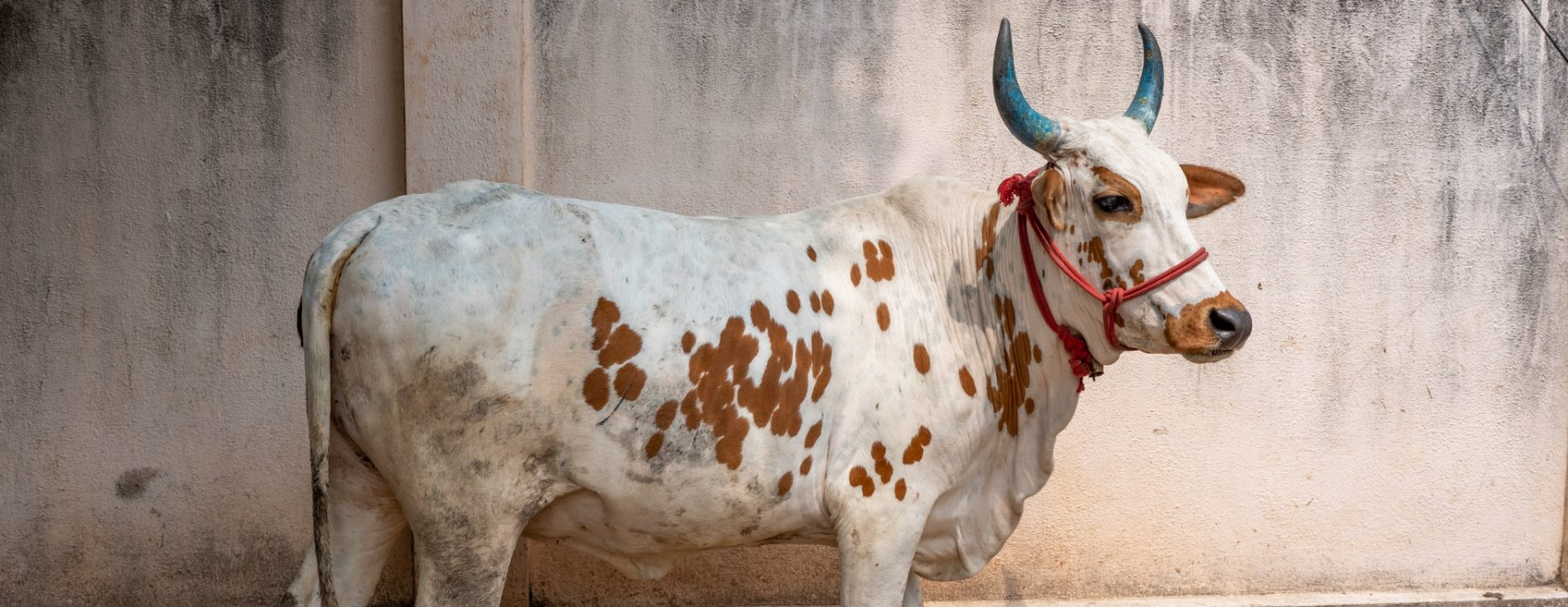 Blue horn cow in India